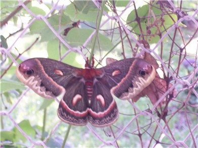 butterfly2-6-09.jpg