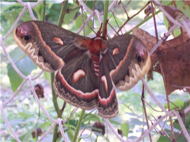 butterfly6-09.jpg